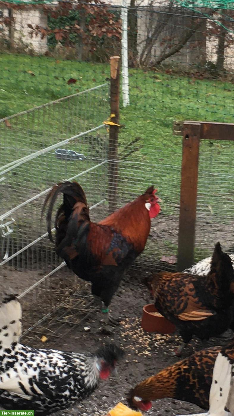 Bild 4: Appenzeller Spitzhauben Zuchthahn gold-schwarz-getupft