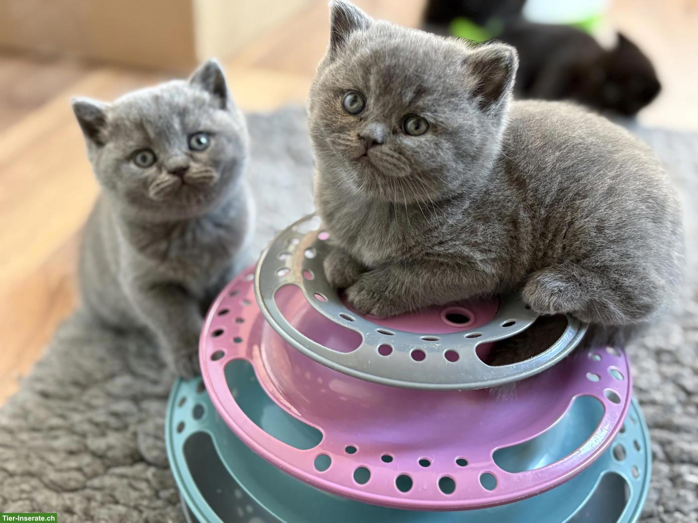 Bezaubernde BKH Kitten in Schoko und Blue