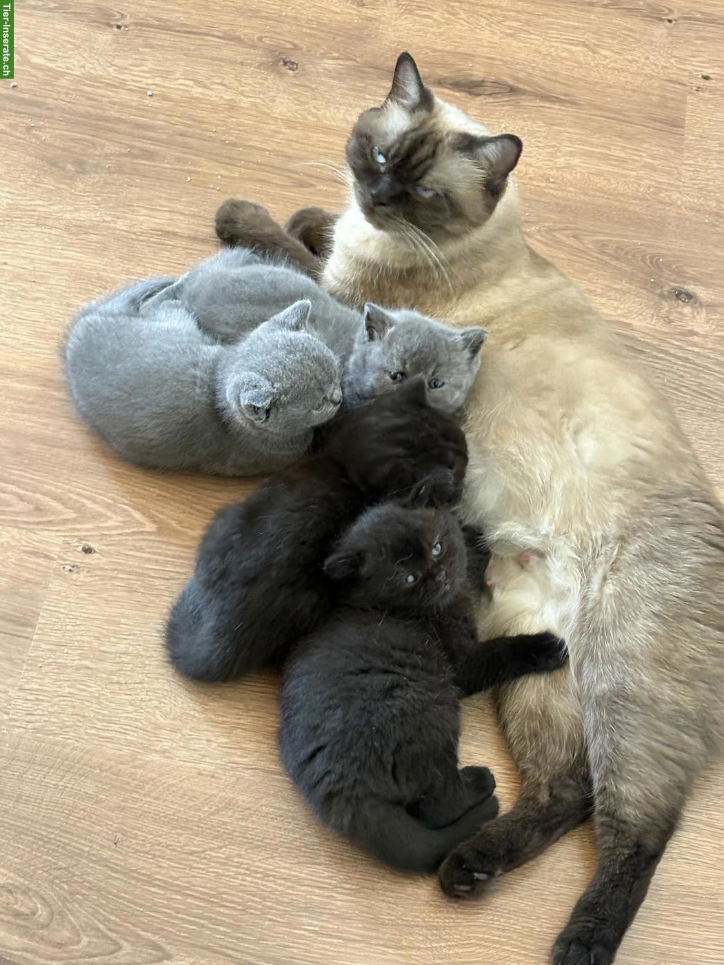 Bild 2: Bezaubernde BKH Kitten in Schoko und Blue