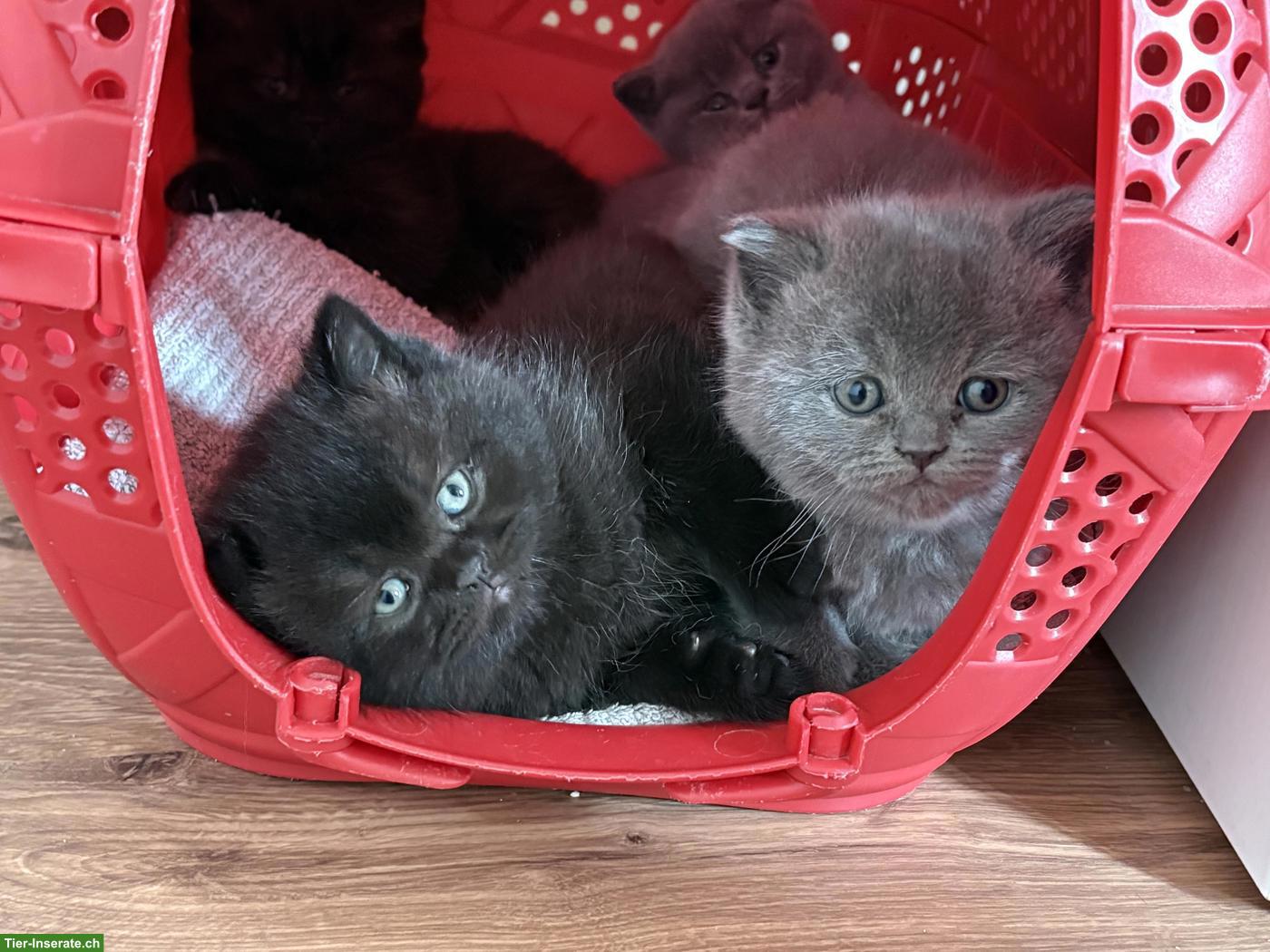 Bild 3: Bezaubernde BKH Kitten in Schoko und Blue