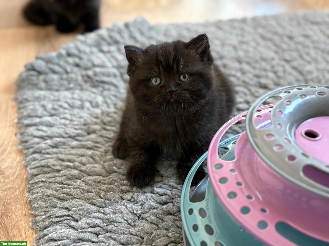 Bild 4: Bezaubernde BKH Kitten in Schoko und Blue