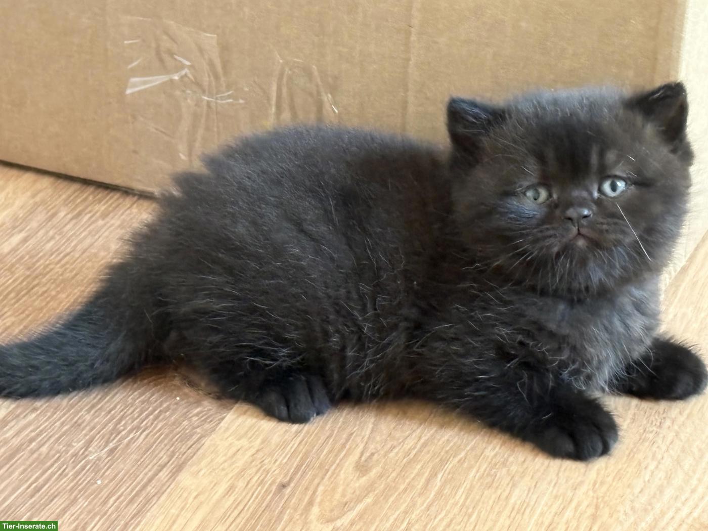 Bild 5: Bezaubernde BKH Kitten in Schoko und Blue