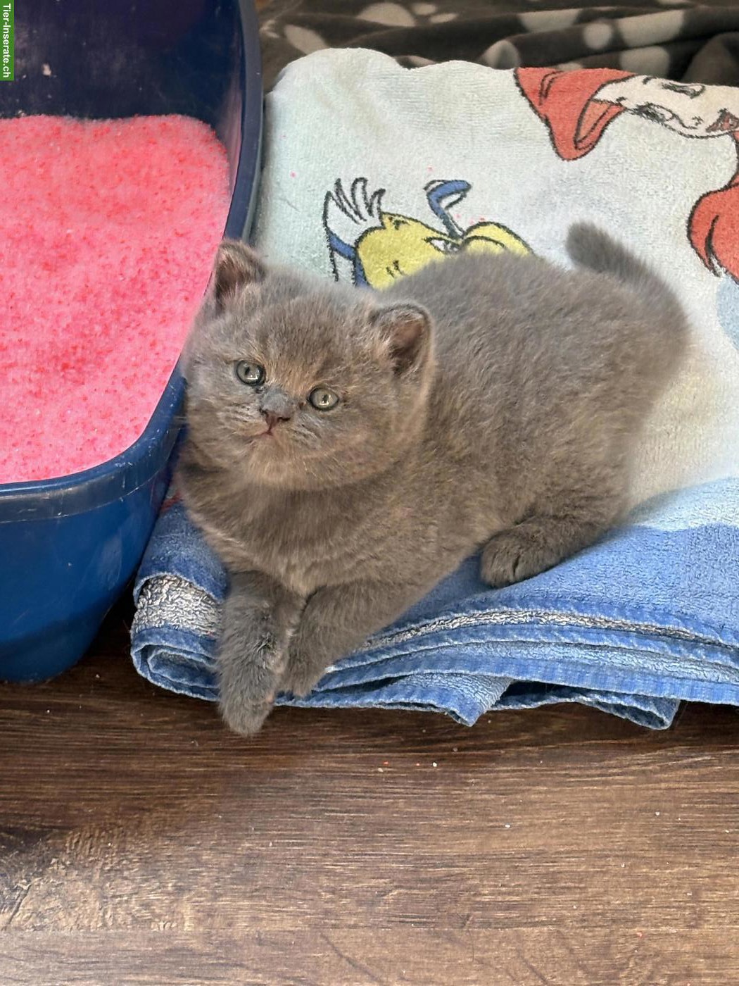 Bild 6: Bezaubernde BKH Kitten in Schoko und Blue