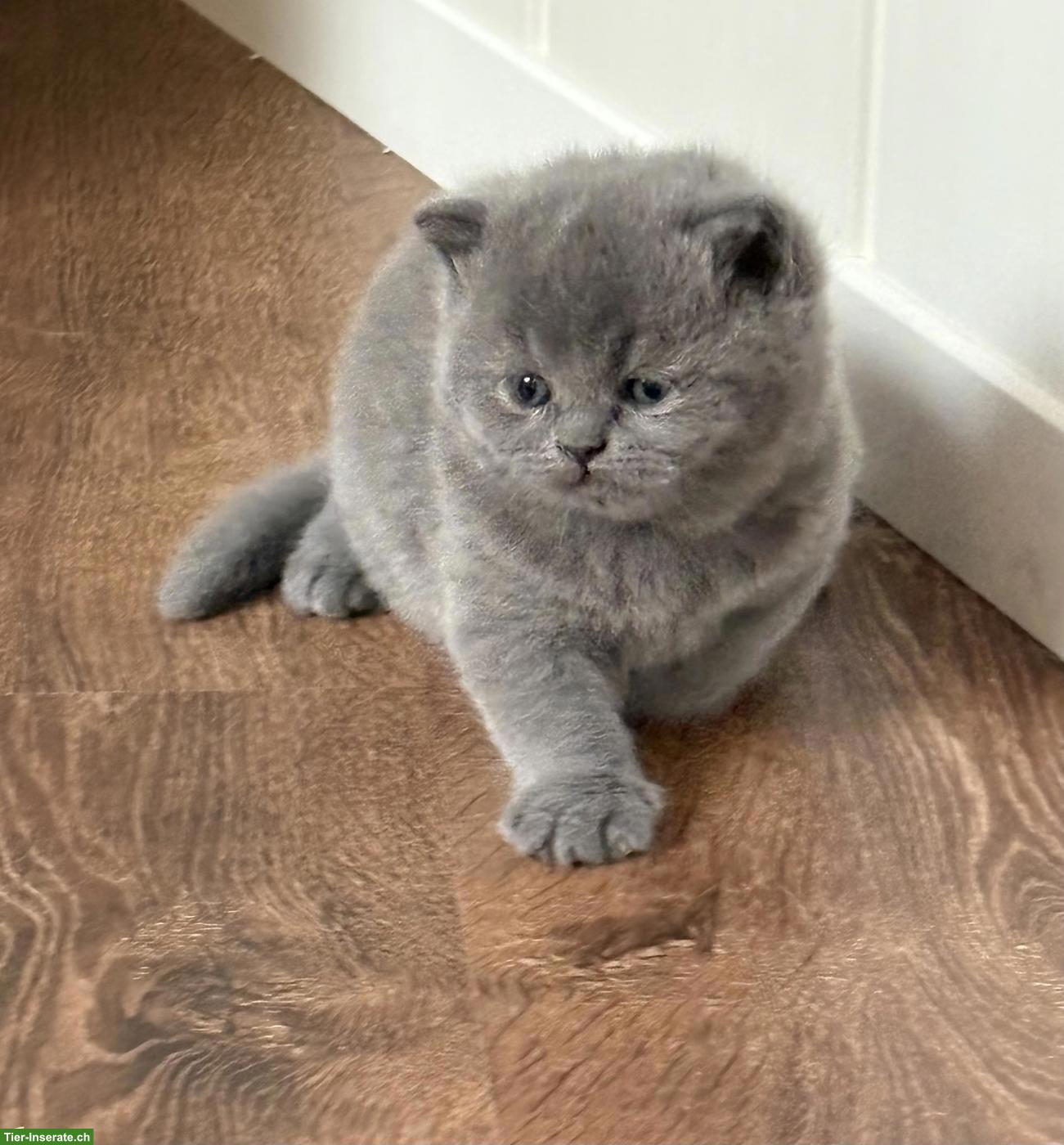 Bild 7: Bezaubernde BKH Kitten in Schoko und Blue