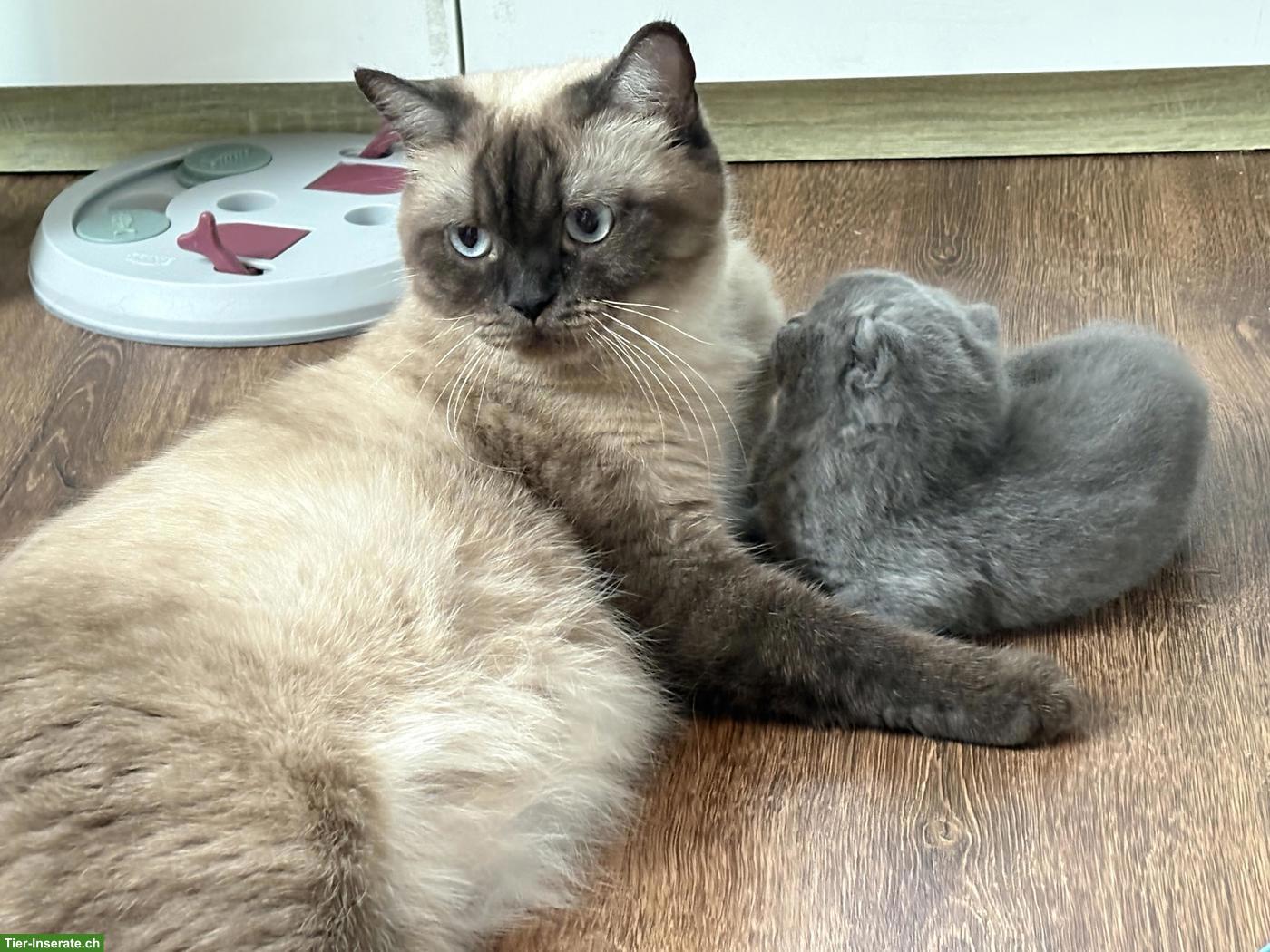 Bild 8: Bezaubernde BKH Kitten in Schoko und Blue