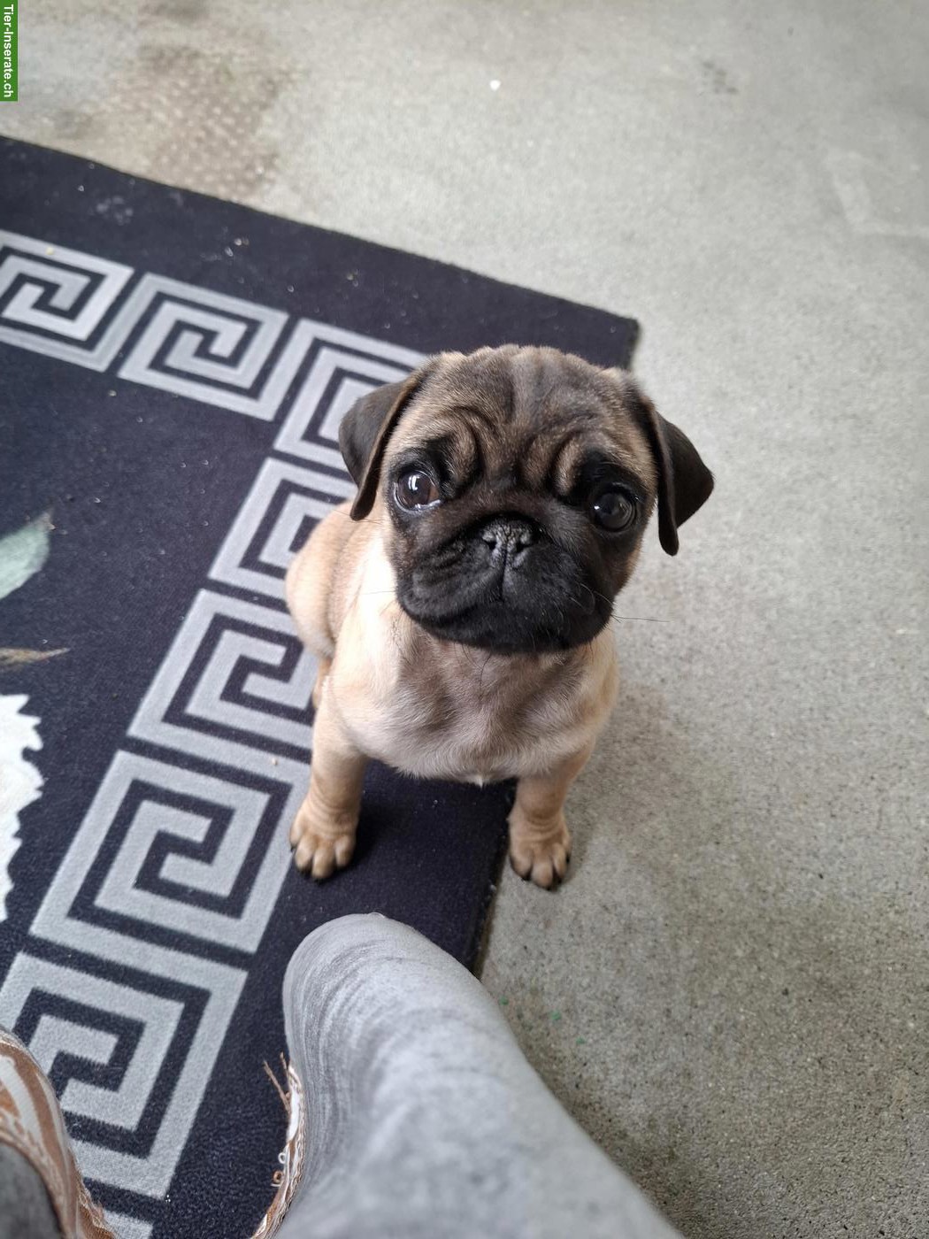 Bild 2: Reinrassige süsse Mops Welpe, weiblich