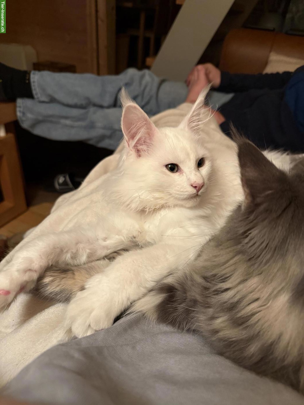 Maine Coon Kater, weiss mit grünen Augen