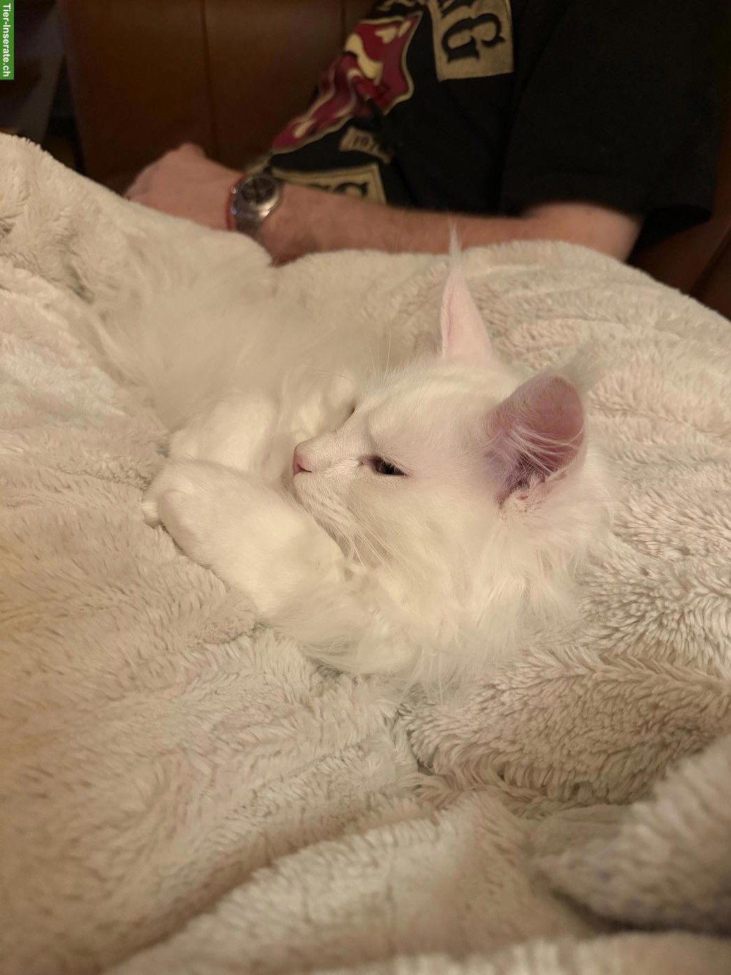 Bild 2: Maine Coon Kater, weiss mit grünen Augen