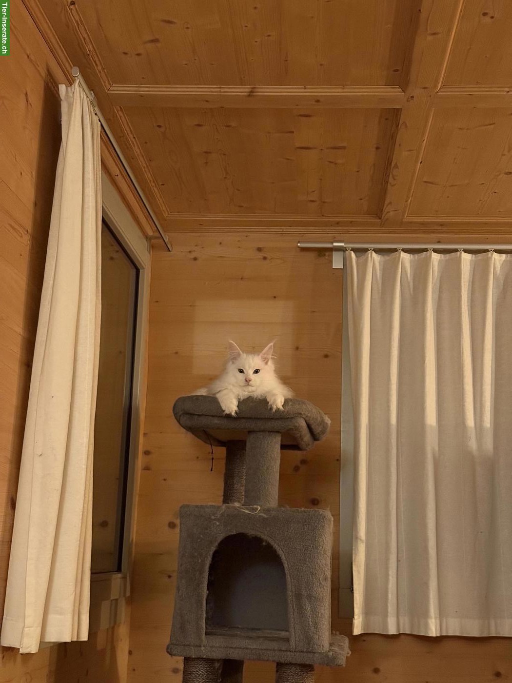 Bild 3: Maine Coon Kater, weiss mit grünen Augen