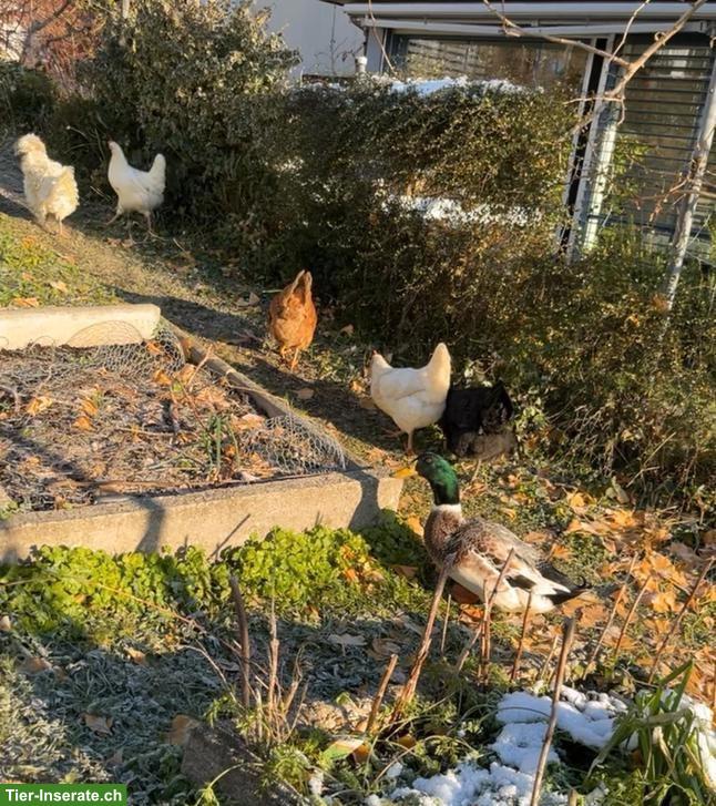 Streicherenten & Legehennen in gute Hände
