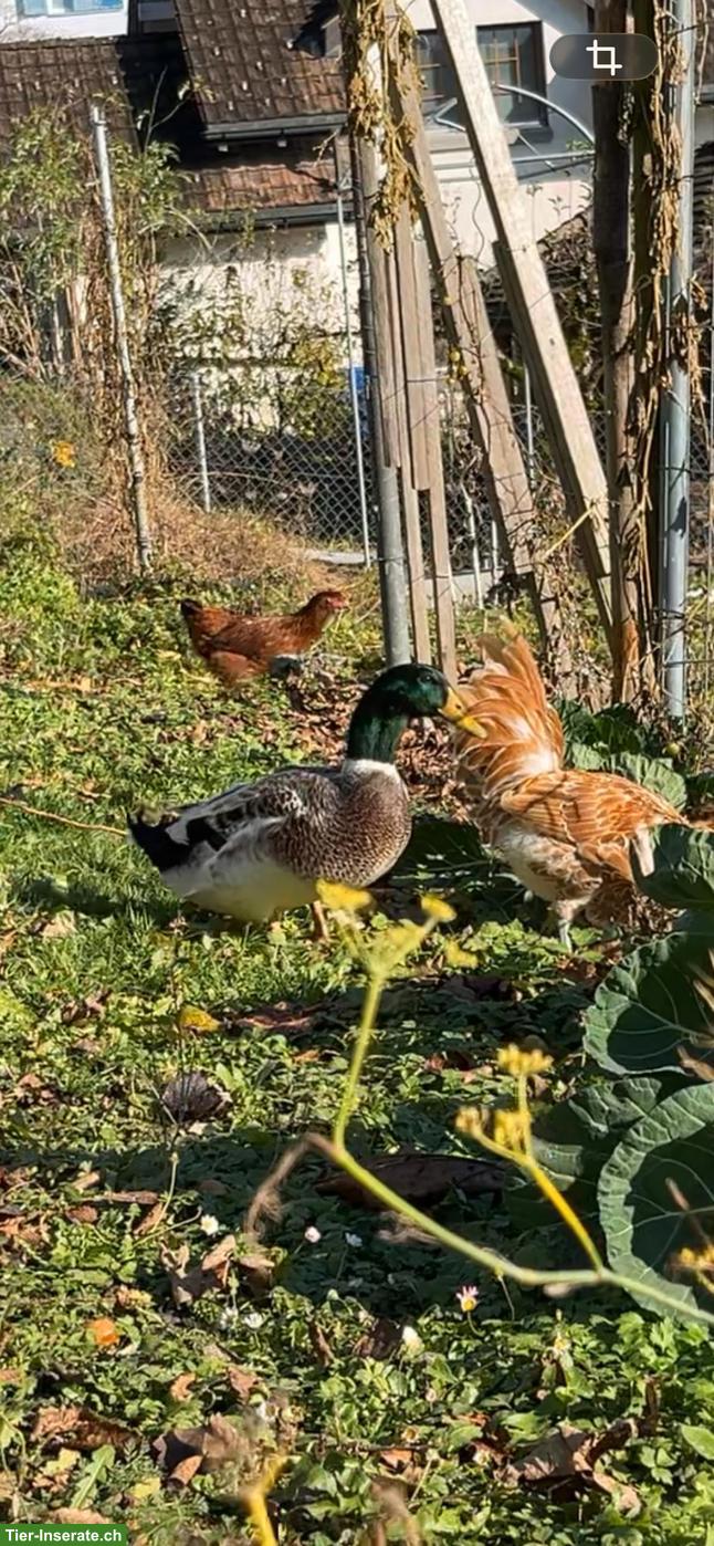 Bild 2: Streicherenten & Legehennen in gute Hände