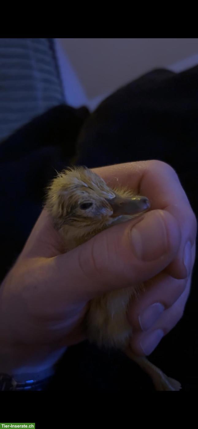 Bild 3: Streicherenten & Legehennen in gute Hände