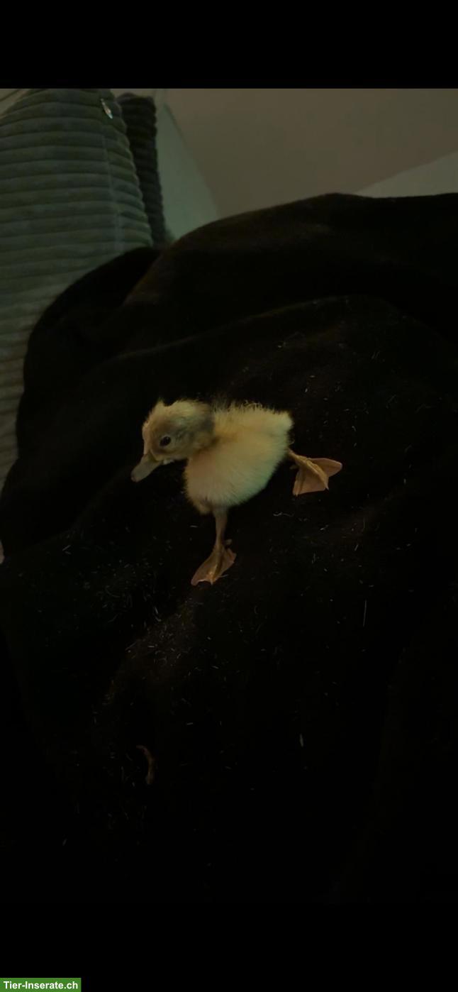 Bild 4: Streicherenten & Legehennen in gute Hände