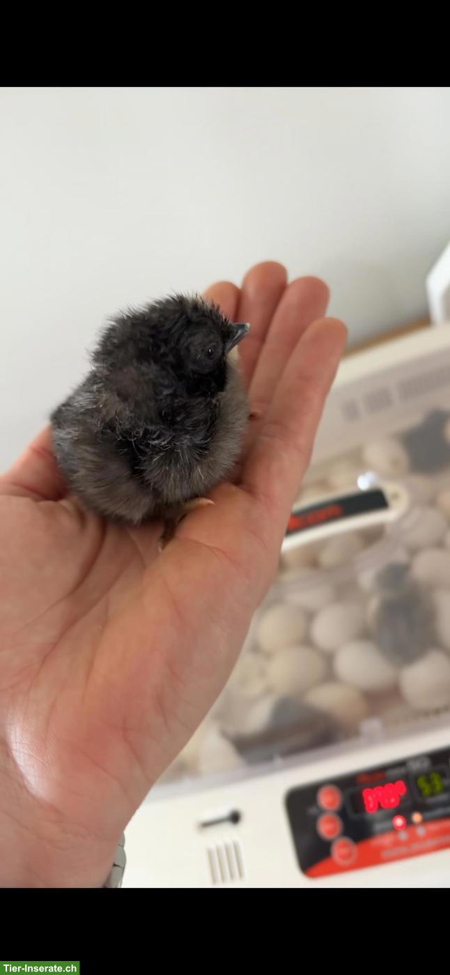 Bild 5: Streicherenten & Legehennen in gute Hände