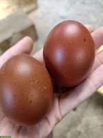 Bruteier von Rassehühnern zu verkaufen