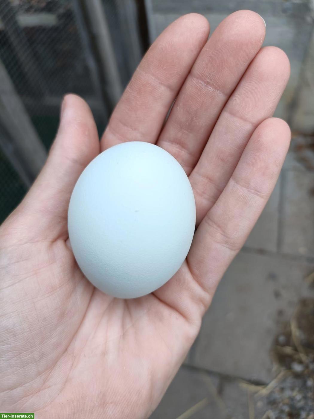 Bild 2: Bruteier von Rassehühnern zu verkaufen