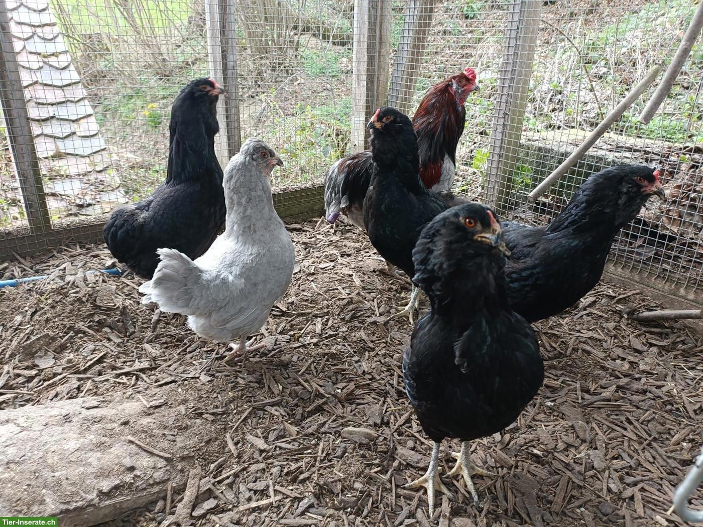 Bild 3: Bruteier von Rassehühnern zu verkaufen