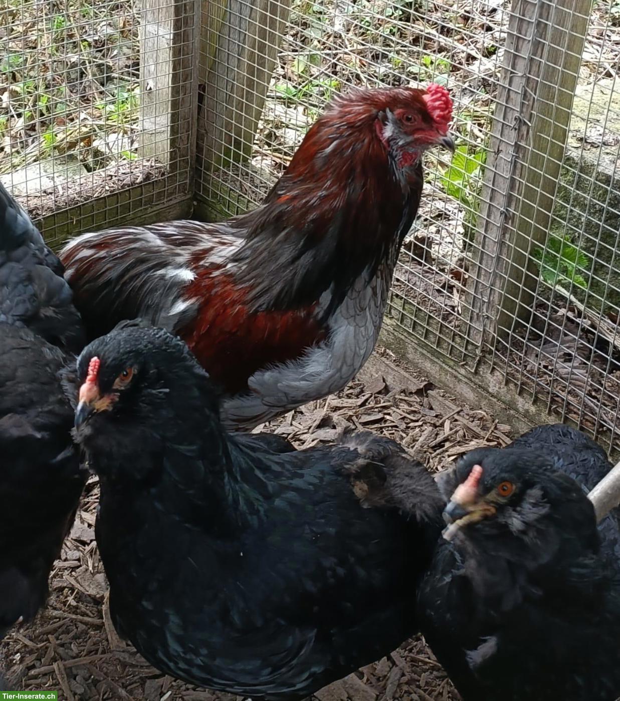 Bild 4: Bruteier von Rassehühnern zu verkaufen