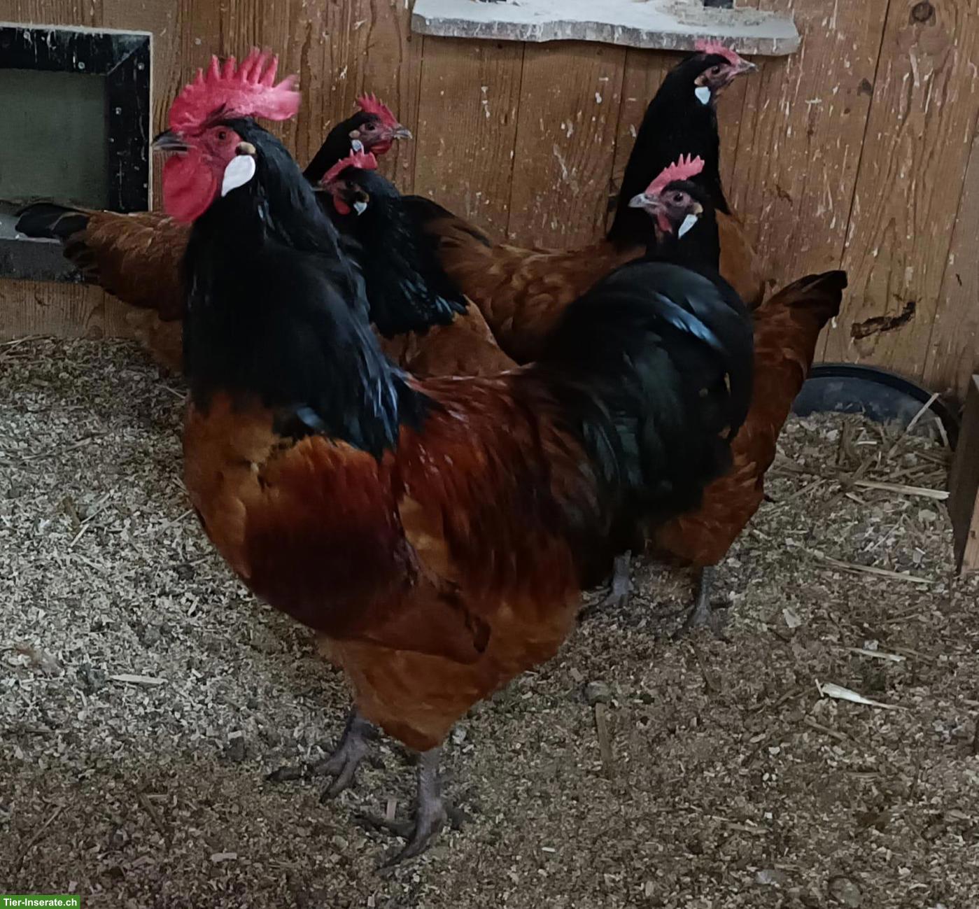 Bild 5: Bruteier von Rassehühnern zu verkaufen