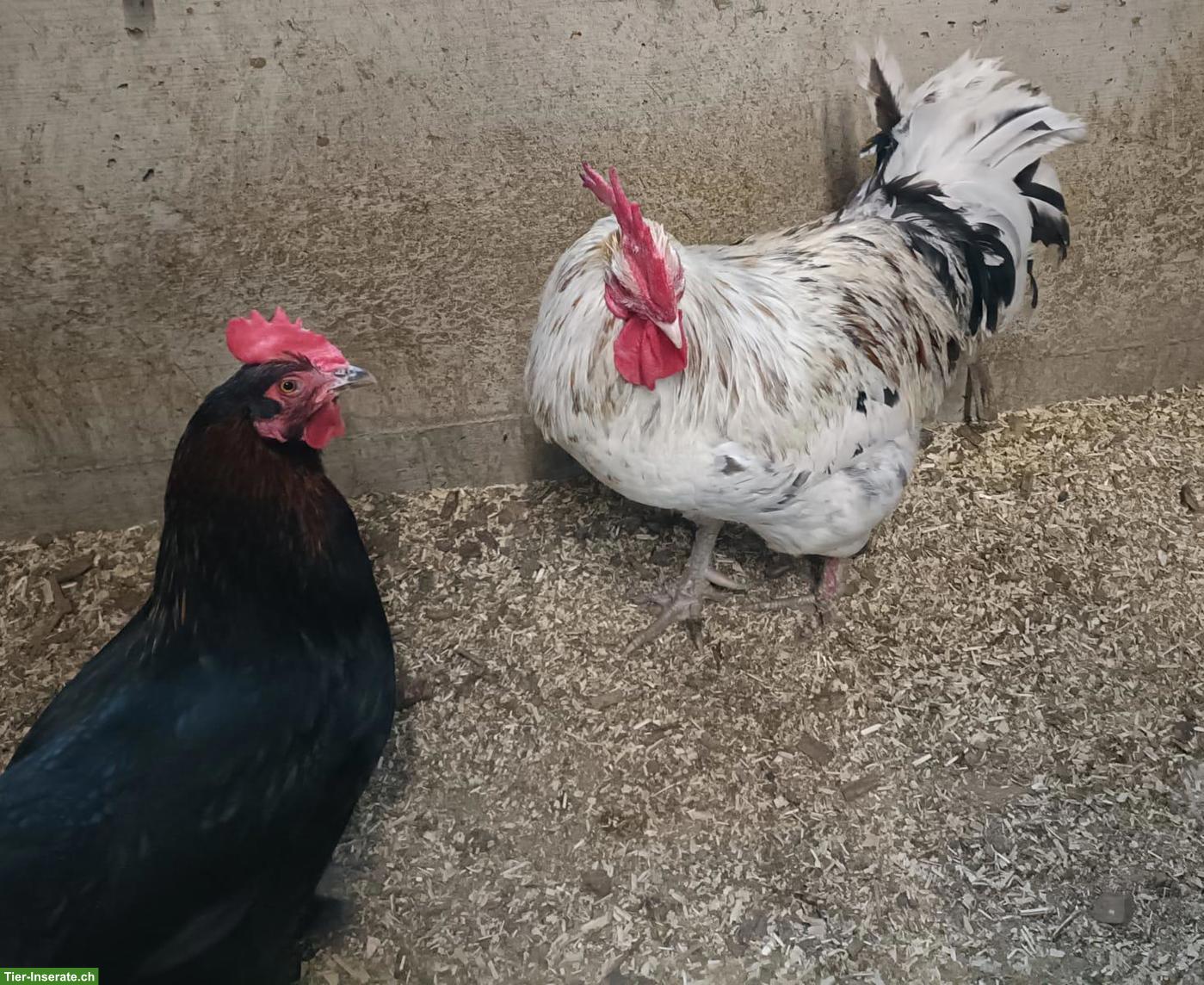 Bild 6: Bruteier von Rassehühnern zu verkaufen