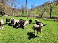 15 Lämmer / Schafe zu verkaufen