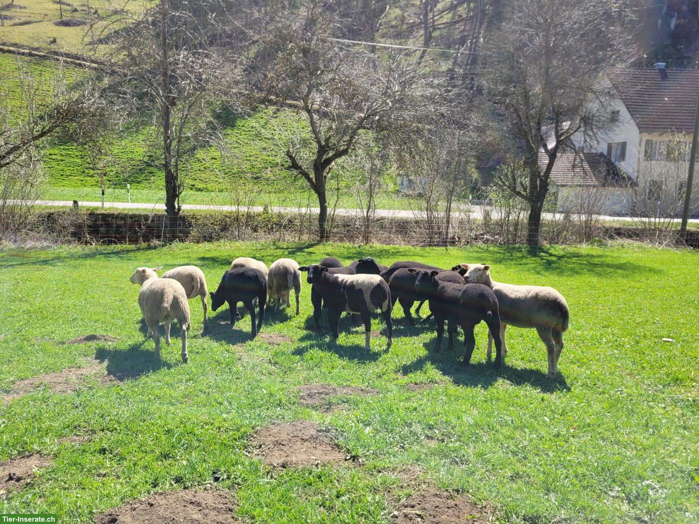 Bild 2: 15 Lämmer / Schafe zu verkaufen