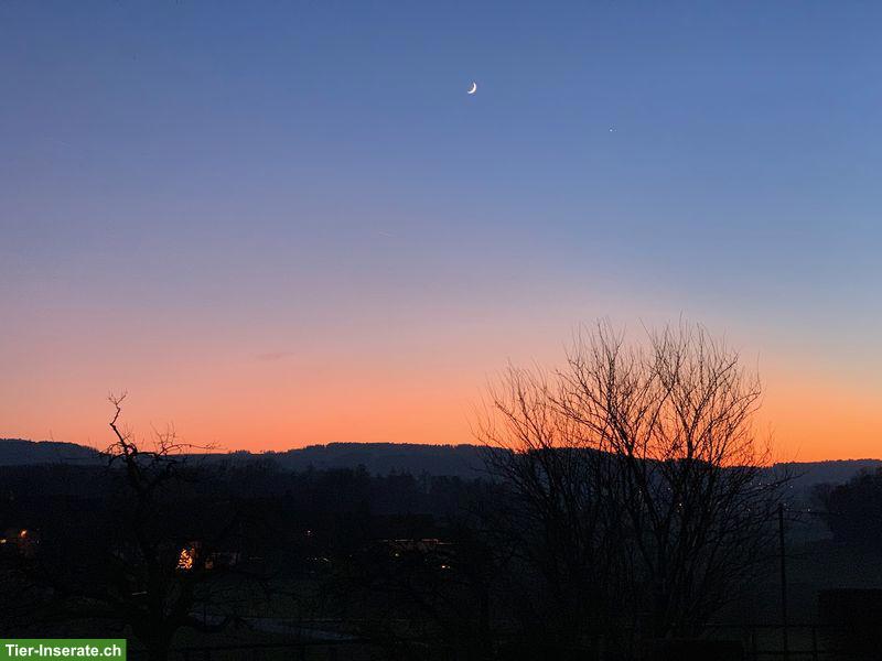 Wohnen gegen Mithilfe auf Pferdehof, ab 1. August 2026