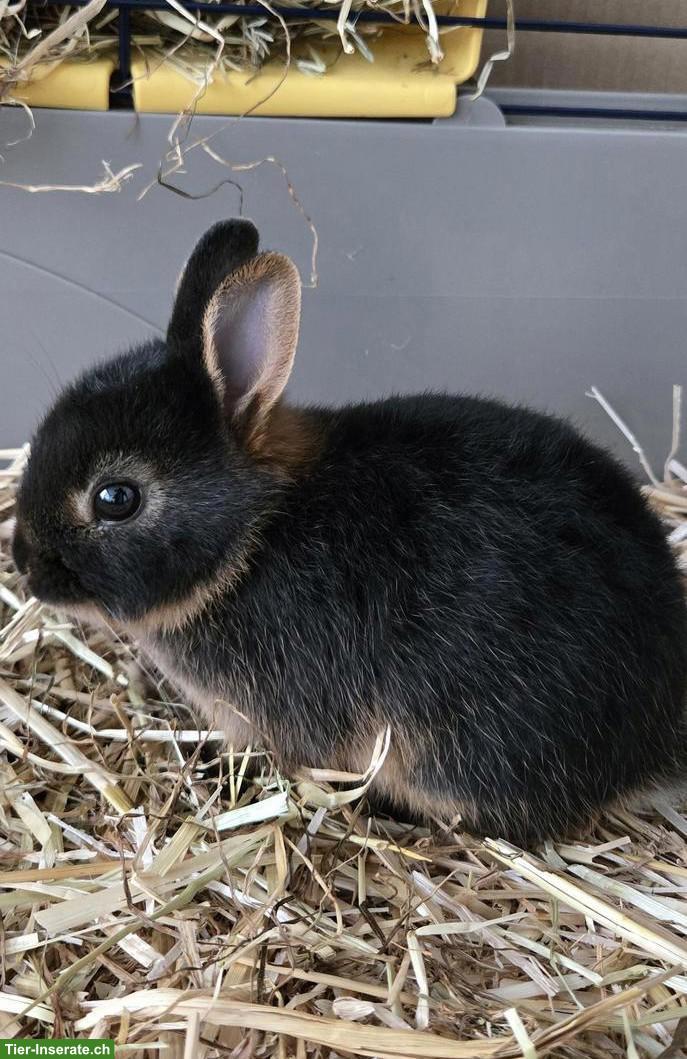 Farbenzwerg Zwergkaninchen inkl. Käfig und Zubehör