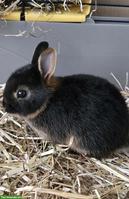 Farbenzwerg Zwergkaninchen inkl. Käfig und Zubehör