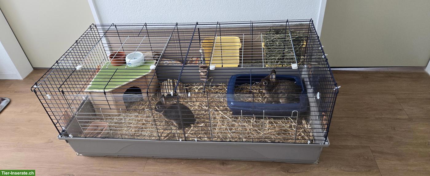 Bild 2: Farbenzwerg Zwergkaninchen inkl. Käfig und Zubehör