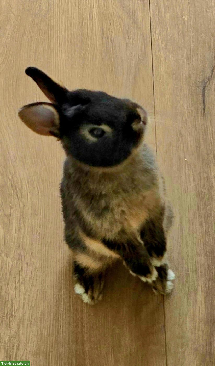 Bild 3: Farbenzwerg Zwergkaninchen inkl. Käfig und Zubehör