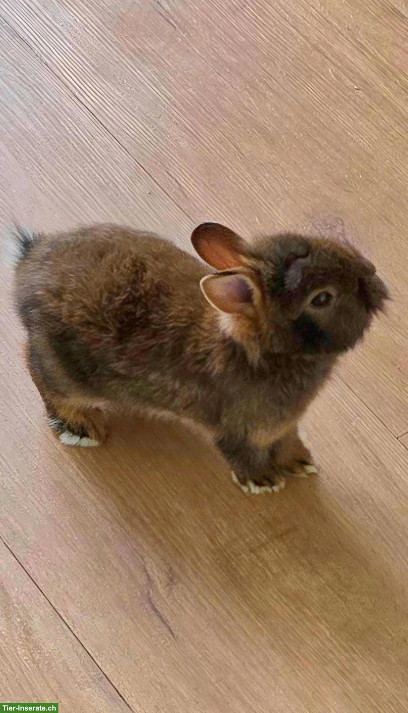 Bild 4: Farbenzwerg Zwergkaninchen inkl. Käfig und Zubehör