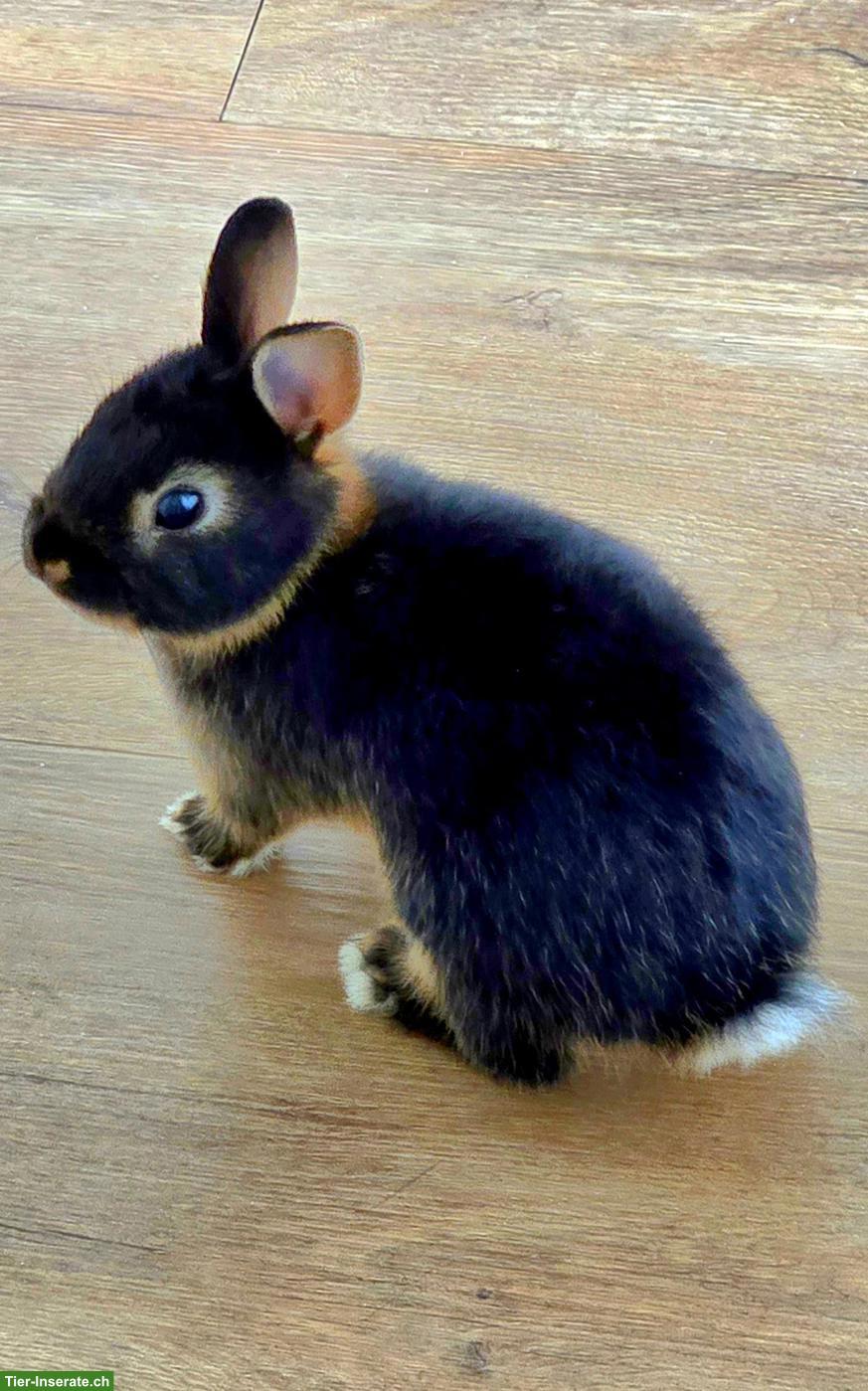 Bild 5: Farbenzwerg Zwergkaninchen inkl. Käfig und Zubehör