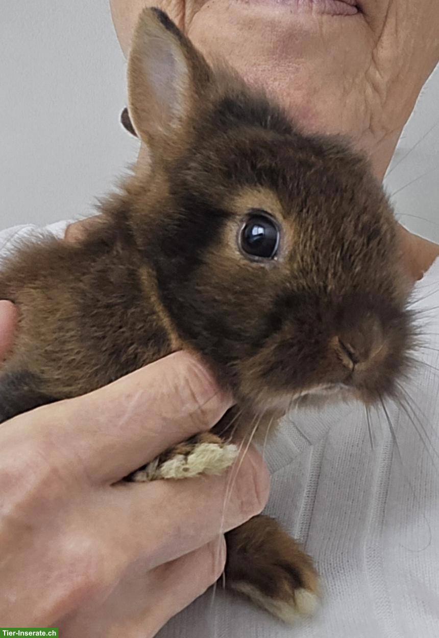 Bild 6: Farbenzwerg Zwergkaninchen inkl. Käfig und Zubehör