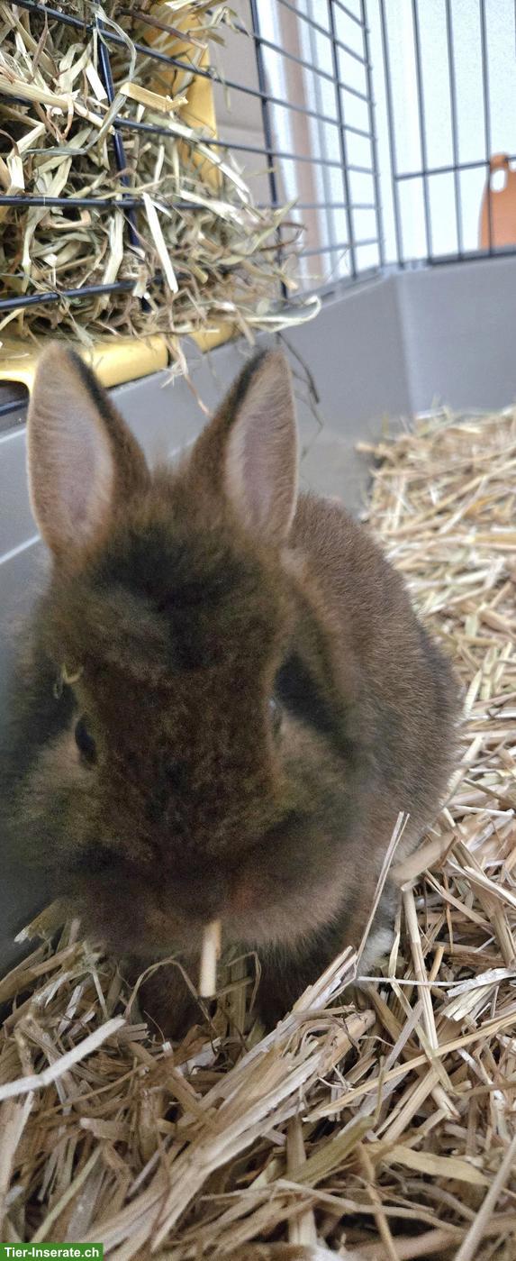 Bild 7: Farbenzwerg Zwergkaninchen inkl. Käfig und Zubehör