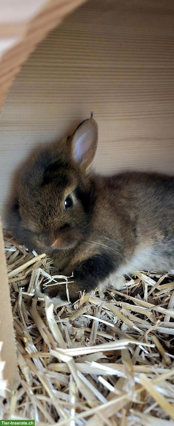 Bild 8: Farbenzwerg Zwergkaninchen inkl. Käfig und Zubehör