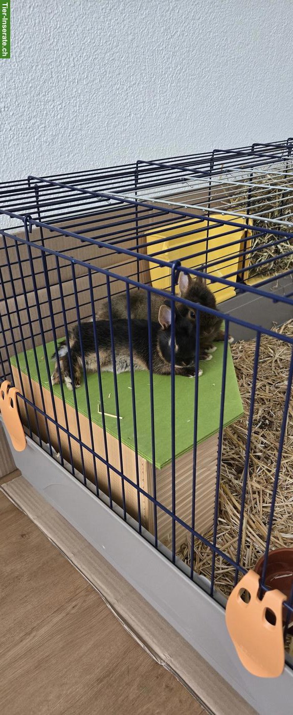 Bild 9: Farbenzwerg Zwergkaninchen inkl. Käfig und Zubehör