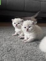 Junge Britisch Kurzhaar Kätzchen suchen ein Zuhause