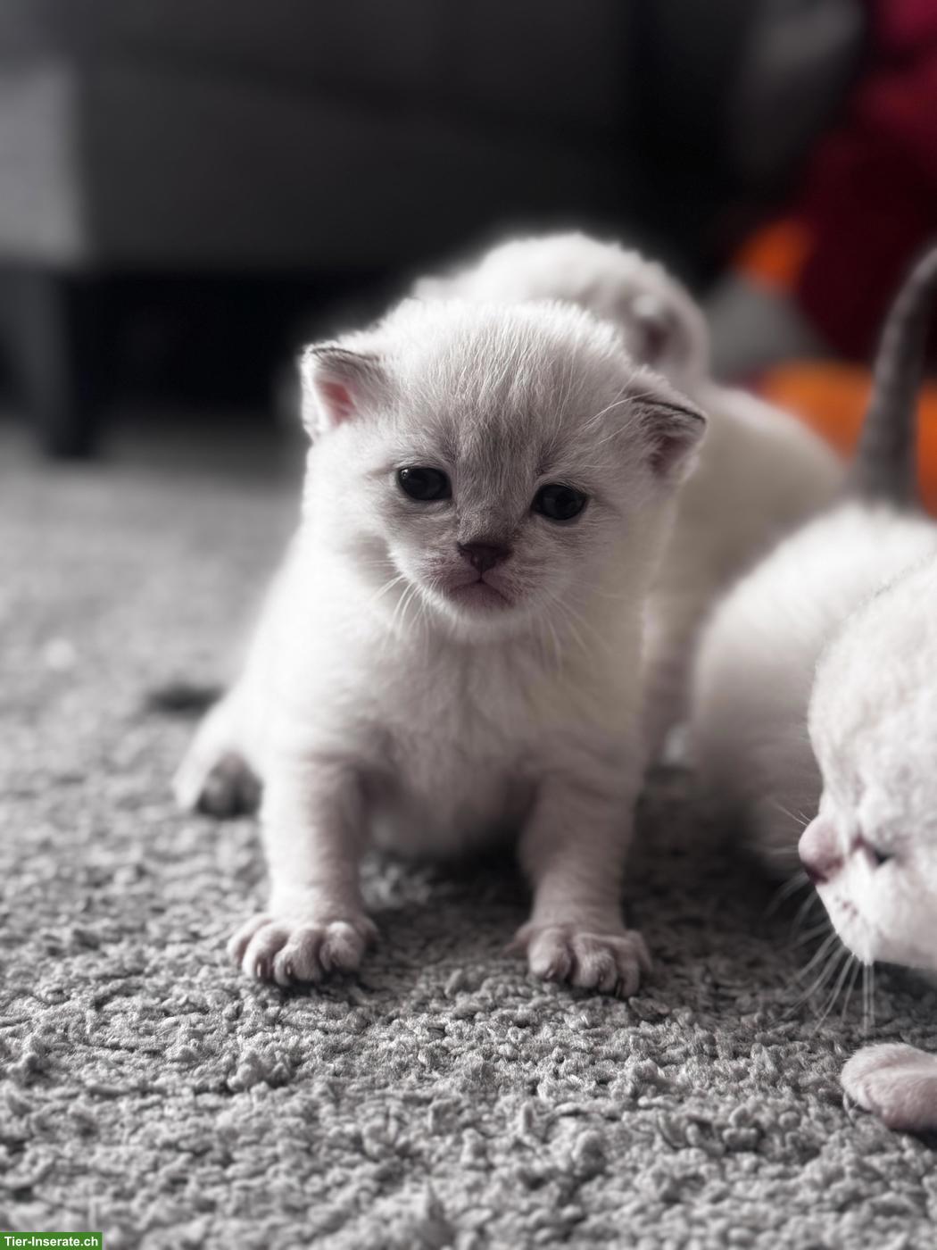 Bild 2: Junge Britisch Kurzhaar Kätzchen suchen ein Zuhause