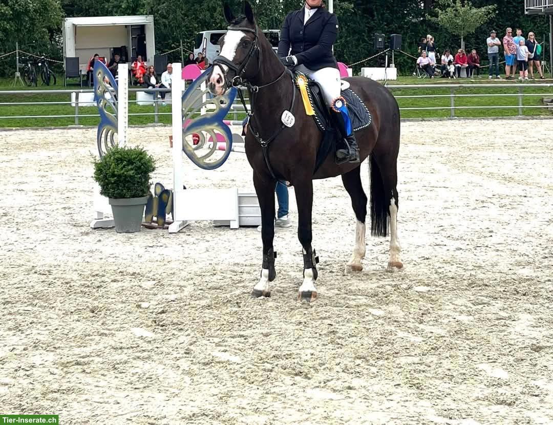 Deutsches Sportpferd, wunderschöne 10-jährige Stute