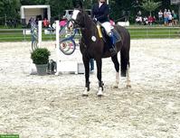 Deutsches Sportpferd, wunderschöne 10-jährige Stute