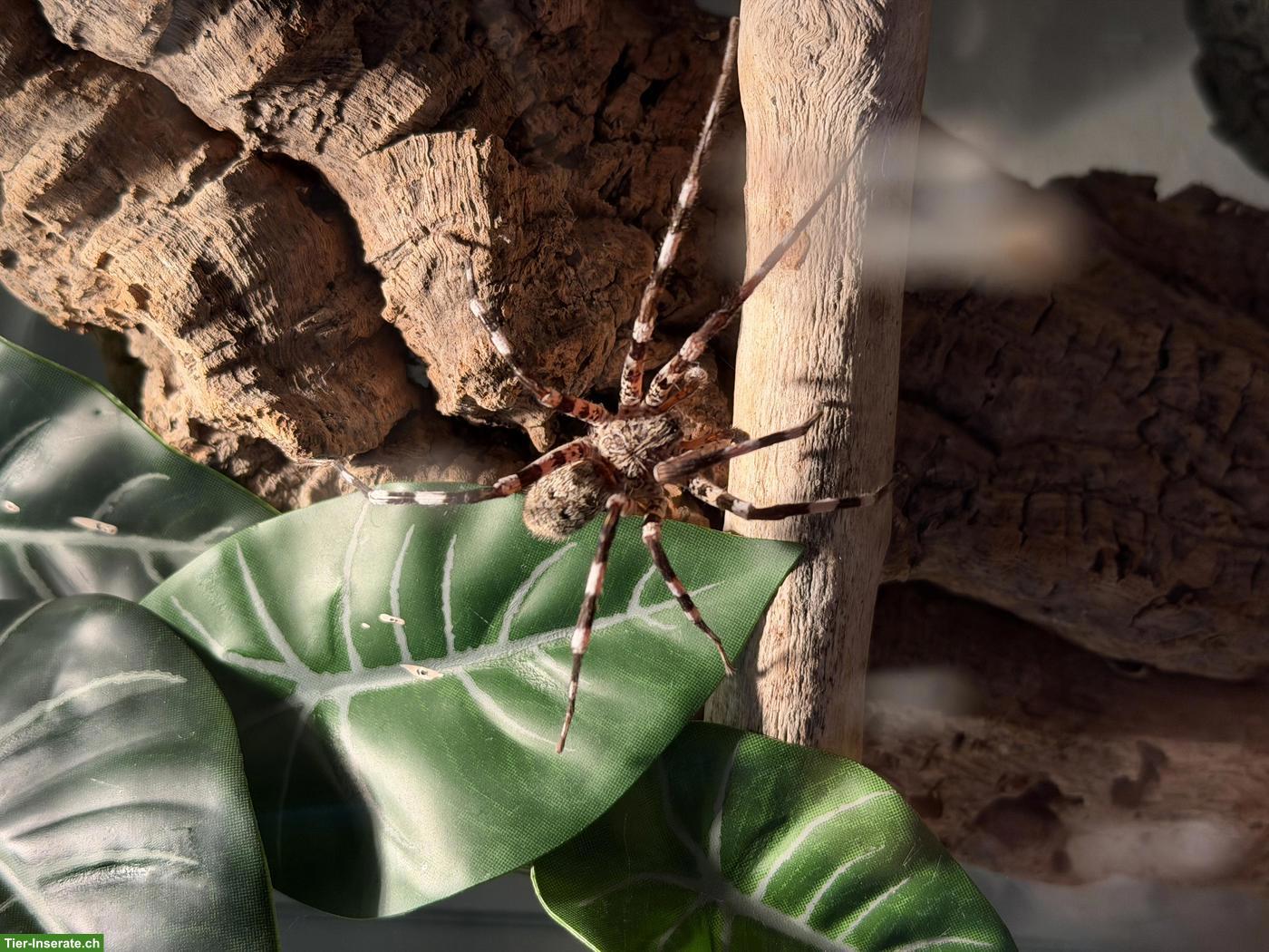 Viridasius sp. sylvestris (Jagdspinne)