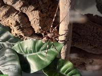 Viridasius sp. sylvestris (Jagdspinne)