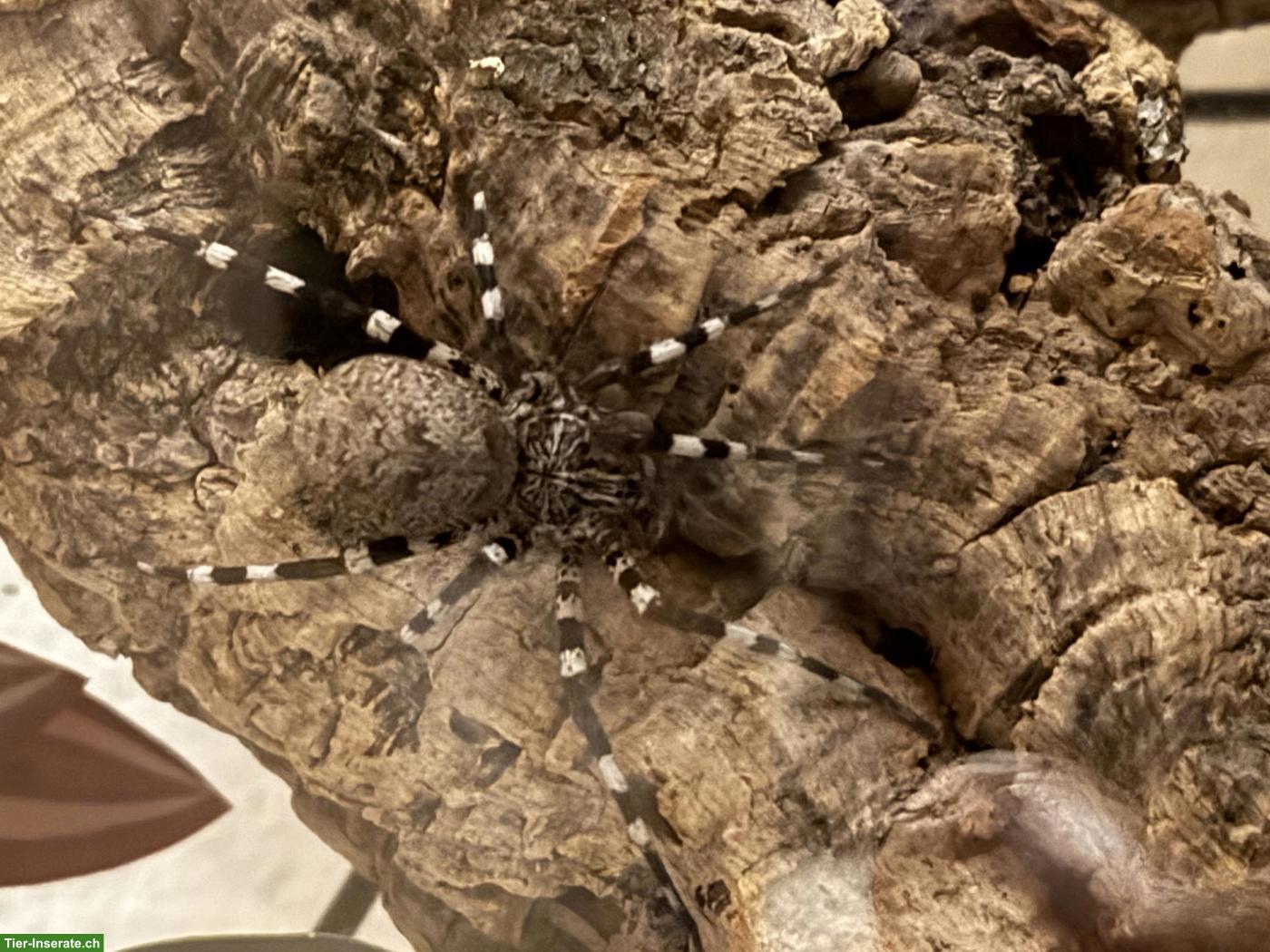 Bild 2: Viridasius sp. sylvestris (Jagdspinne)