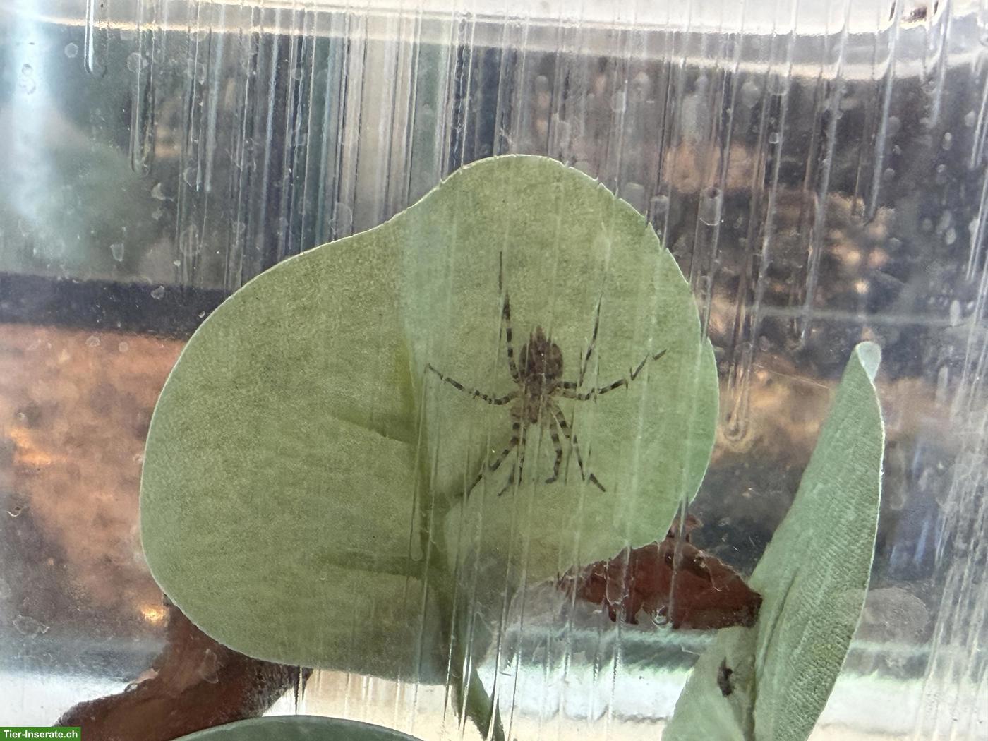 Bild 3: Viridasius sp. sylvestris (Jagdspinne)