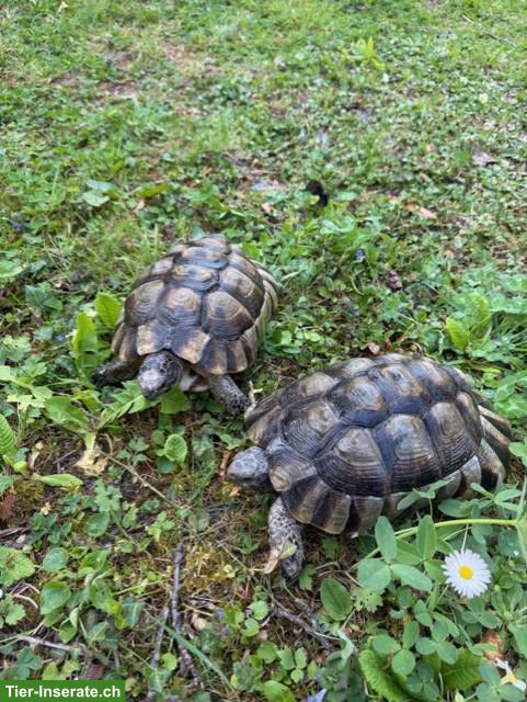 2 wunderschöne, ausgewachsene Breitrandschildkröten