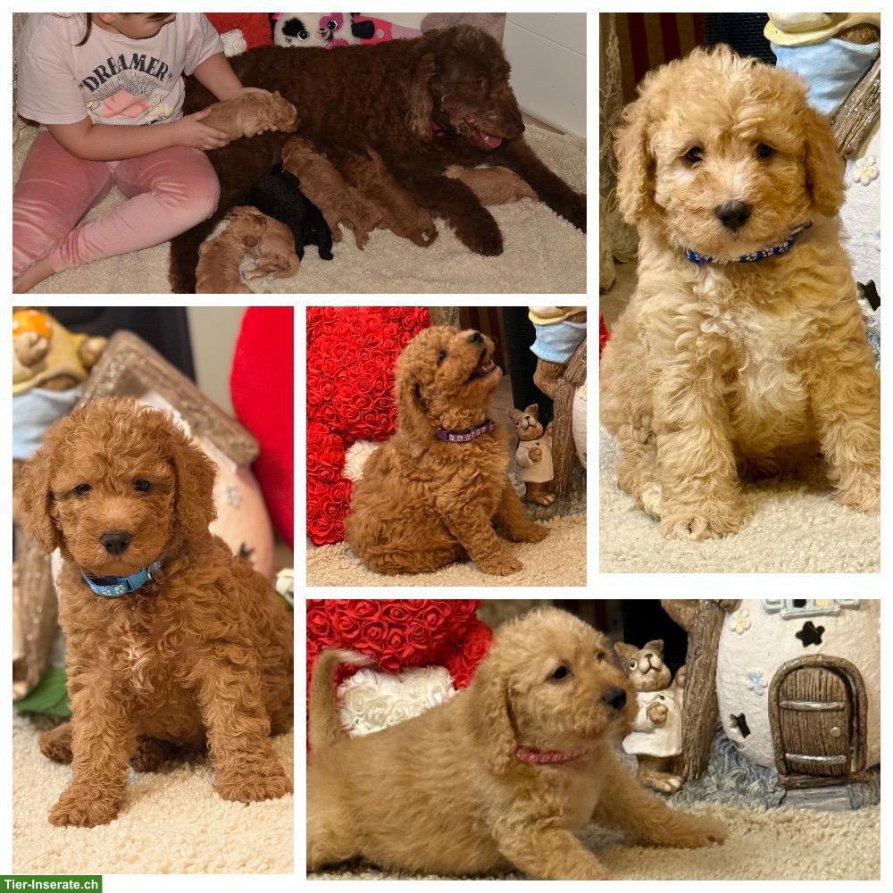 Goldendoodle Welpen F1b suchen liebes Zuhause