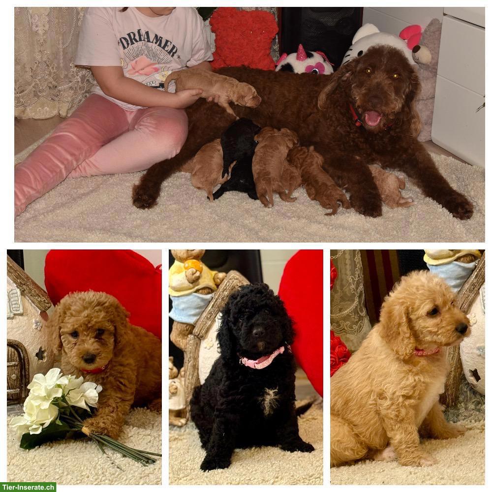 Bild 2: Goldendoodle Welpen F1b suchen liebes Zuhause