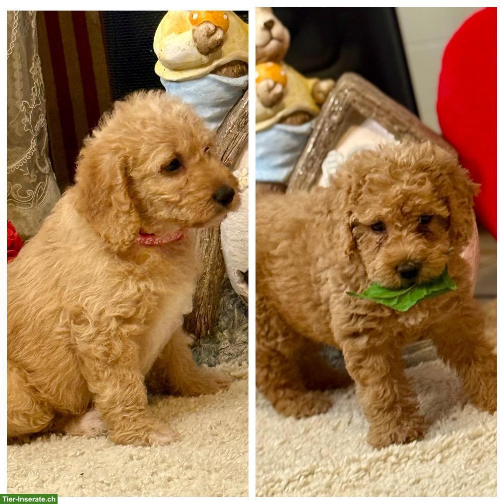 Bild 3: Goldendoodle Welpen F1b suchen liebes Zuhause