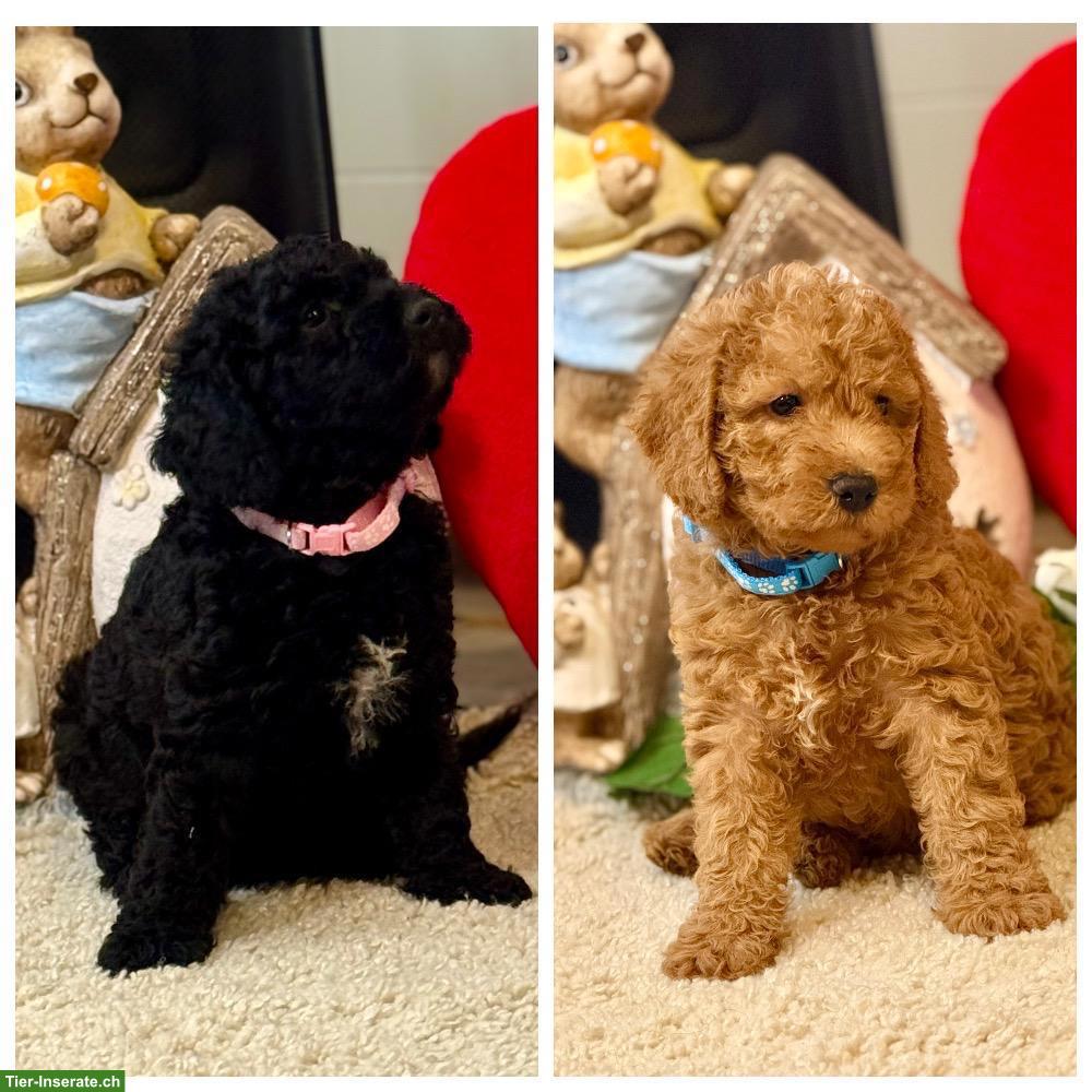 Bild 4: Goldendoodle Welpen F1b suchen liebes Zuhause